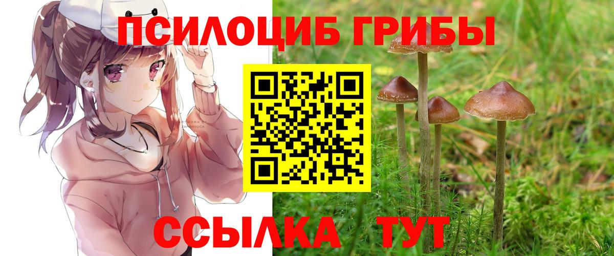 Будённовск  Псилоцибиновые грибы Cubensis  Вход с VPN 