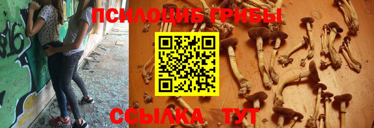 Галлюциногенные грибы прущие грибы Будённовск